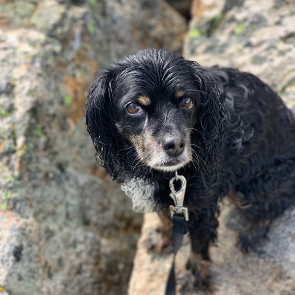 Meet your Posher, Irene - Picture 3 of 6